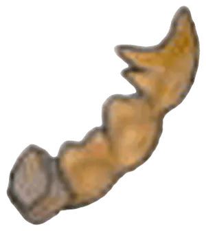 Despot fossil(tail)