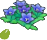 Mountain-flower seeds