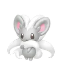 Cinccino
